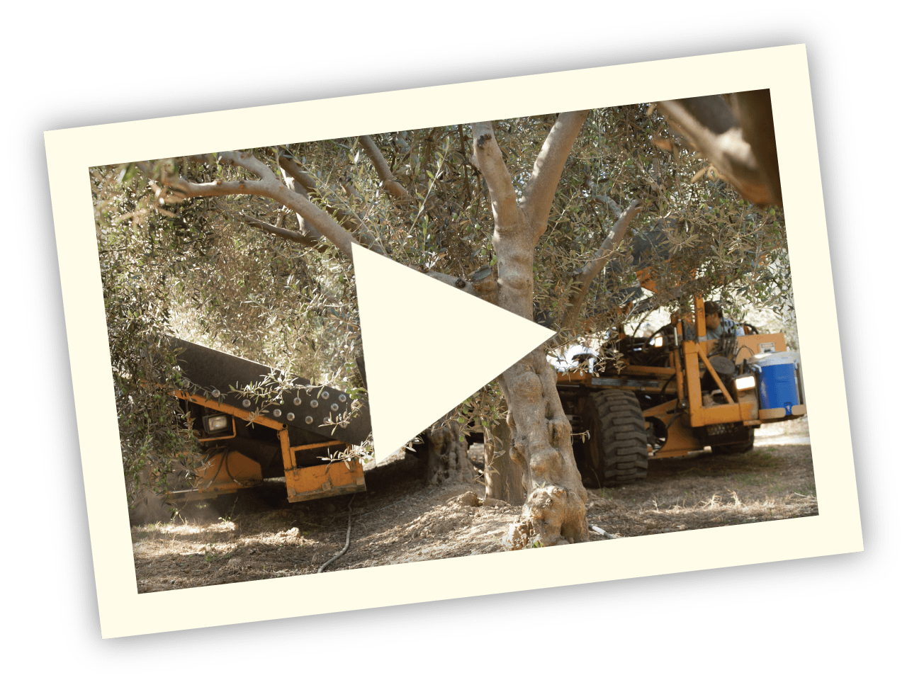Proven mechanical harvesting.